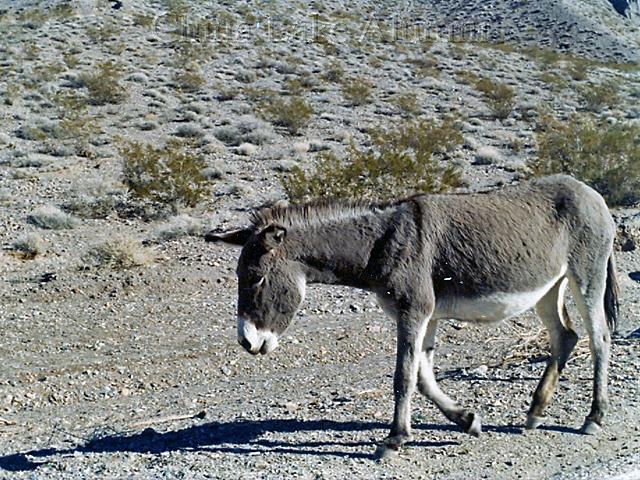 Wild burro